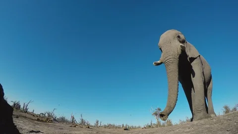4K ultra close-up low angle view of an elephant walking up to a waterhole and Stock Footage 95210738