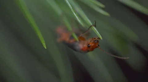 4k Ultra Close Macro of bug hanging from pine needle Stock Footage 51469478