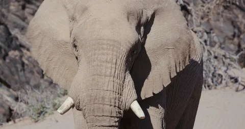 4K ultra cropped close-up front view of a desert elephant looking straight into Stock Footage 102752048