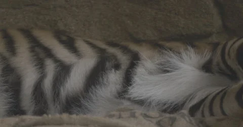4K Ultra HD Close Up Panning Shot of Sleeping Tiger Stock Footage 42134688