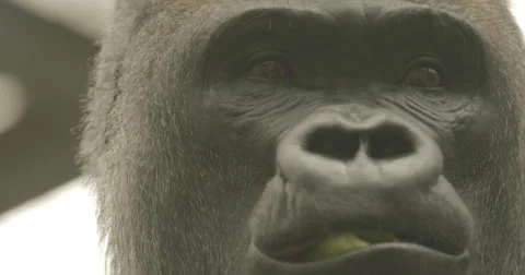 4K Ultra HD Closeup on Face of Eating Gorilla Stock Footage 42135708