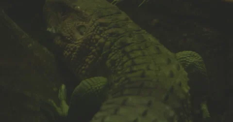 4K Ultra HD Closeup of Iguana Swimming Stock Footage 42135341