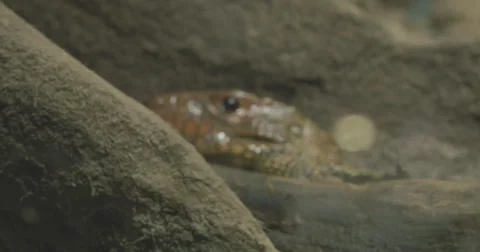 4K Ultra HD Closeup of Iguana Climbing Stock Footage 42136372