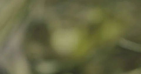 4K Ultra HD Closeup of Lizard Pulling Into Focus Stock Footage 42135027