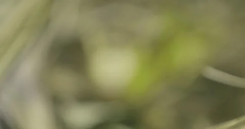 4K Ultra HD Closeup of Lizard Pulling Into Focus Stock Footage 42135425