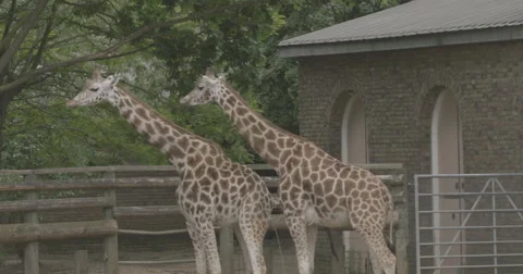 4K Ultra HD Closeup of Two Giraffes Standing in a Zoo Stock Footage 42136138