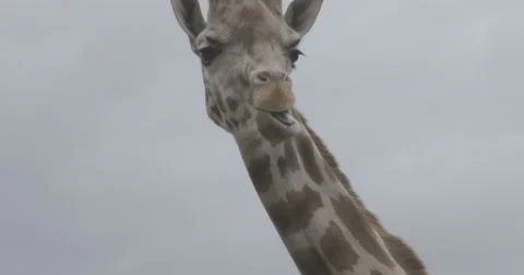 4K Ultra HD Closeup of Young Giraffe Chewing Stock Footage 42136229