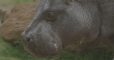 4K Ultra HD Closeup of Young Hippopotamus Stock Footage 42136305