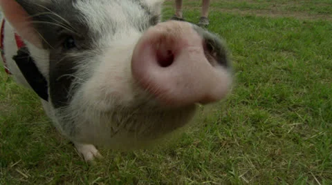 4K Ultra High Definition - Pet Pig Cute Nose Kisses Lens Stock Footage 24860014