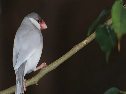 4K UltraHD Java Sparrow, Lonchura oryzivora Stock Footage 70537691