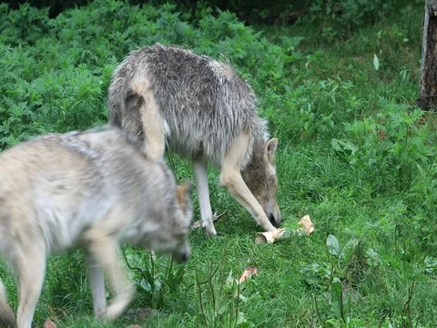 4K UltraHD A Pair of Grey Wolf, Canis lupus Stock Footage 78250550