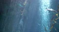 4K Underwater Bubbles Rising 01 4k or 4k+ Resolution