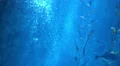 4K Underwater Bubbles Rising 03 4k or 4k+ Resolution