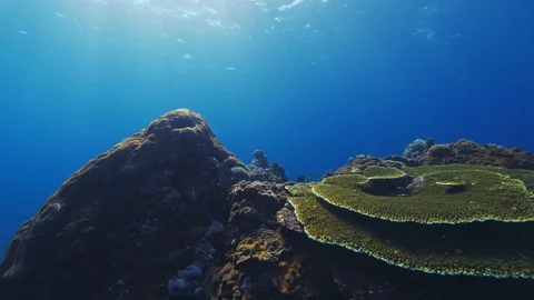 4k Underwater camera observing corals and fish Stock Footage 91110148