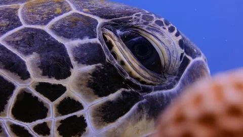 4K Underwater Extreme Close-up of Turetle Eye Blinking Slowly Stock Footage 337542345