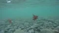 4K underwater footage, big pebble rocks and seaweed, strong current clear water 4k or 4k+ Resolution