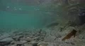 4k underwater footage of stones and pebbles in ocean while wave hits 4k or 4k+ Resolution