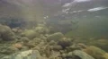 4K underwater footage of stones in a stream with strong current 4k or 4k+ Resolution