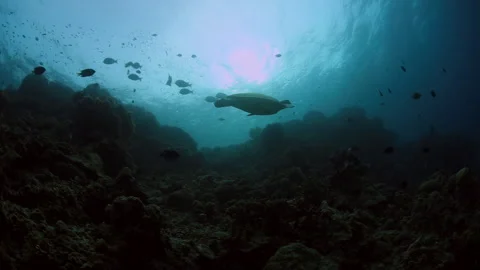 4K Underwater Green Sea Turtle Swimming Over Coral Reef Backlit by Sun Stock Footage 337541332