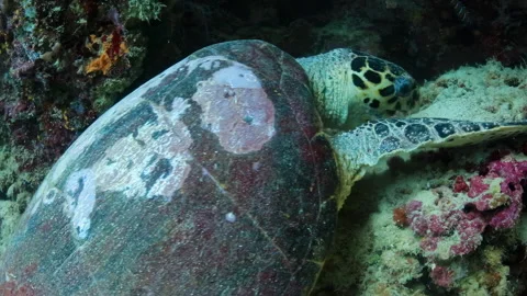 4K Underwater Hawksbill Sea Turtle Feeding on Coral Reef 스톡 동영상 344545207