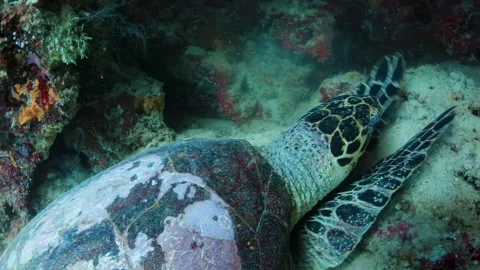 4K Underwater Hawksbill Sea Turtle Resting on Sandy Coral Reef 스톡 동영상 344545295