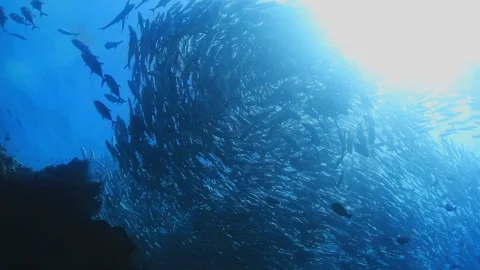 4K Underwater Jack Fish School Swirling in Blue Ocean 스톡 동영상 344907860