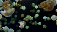 4K Underwater Jellyfish, Dark Ocean, Small Animals Stock Footage