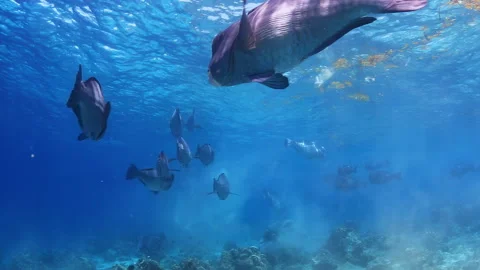 4K Underwater: Large School of Bumphead Parrotfish Feeding on Coral Reef 스톡 동영상 344908151