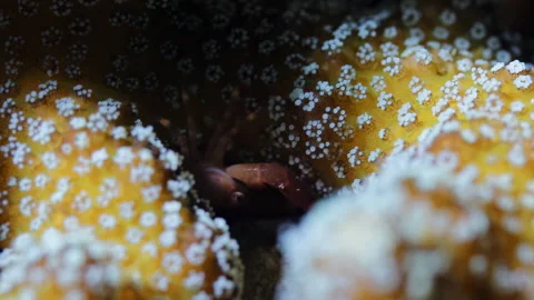 4K Underwater Macro Close-Up of Coral Crab Hiding in Yellow Hard Coral Video stock 343014671