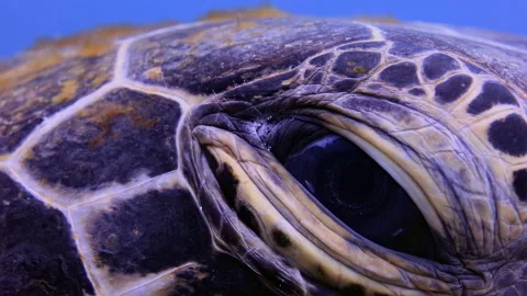 4K Underwater Macro Close-Up of Turetle Eye Blinking in Clear Blue Water Stock Footage 337542319