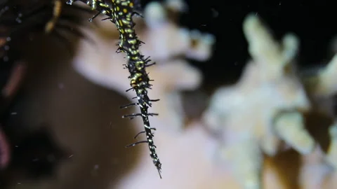4K Underwater Macro Ornate Ghost Pipefish Camouflage Video stock 343015210