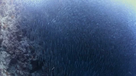 4K Underwater: Massive Sardine School Swirls Against Coral Reef Stock Footage 337537963