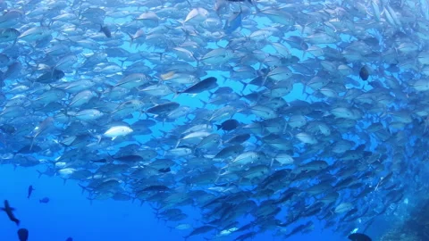 4K Underwater: Massive School of Jack Fish Swims in Clear Blue Ocean 스톡 동영상 344907635