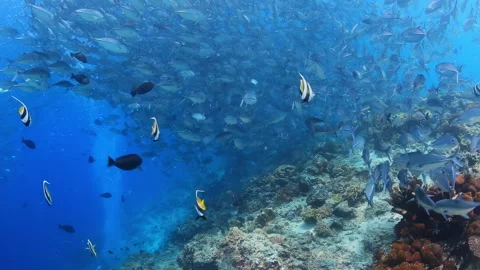 4K Underwater Massive School of Jack Fish Over Vibrant Coral Reef 스톡 동영상 344907694