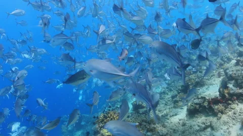 4K Underwater: Massive School of Jack Fish Swims Over Coral Reef in Clear Ocean 스톡 동영상 344907818