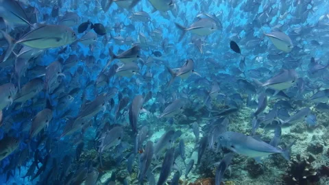 4K Underwater Massive School of Jack Fish Swimming Over Coral Reef 스톡 동영상 344907863