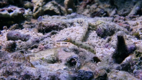 4K Underwater Messmate Pipefish Foraging on Sandy Seabed Stock Footage 336763232
