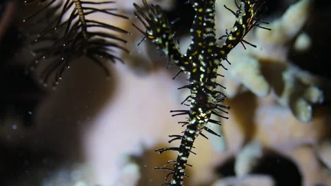 4K Underwater Ornate Ghost Pipefish Camouflaged on Coral Reef Macro Close-up Video stock 343015280
