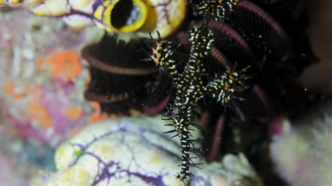 4K Underwater Ornate Ghost Pipefish Camouflaged Video stock 343015319