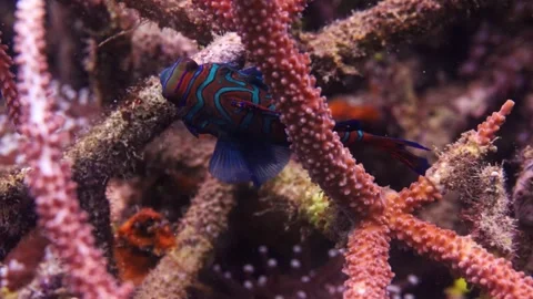 4K Underwater: Rare mandarinfish in its natural habitat, Lembeh Strait" Stock Footage 337645241