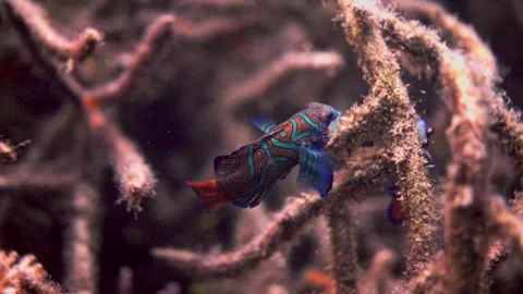 4K Underwater: Rare mandarinfish in its natural habitat, Lembeh Strait" Stock Footage 337645672