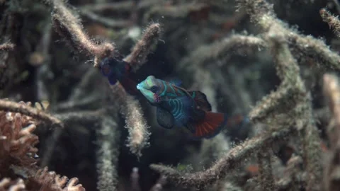 4K Underwater: Rare mandarinfish in its natural habitat, Lembeh Strait" Stock Footage 337645729