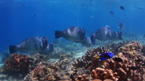 4K Underwater School of Bumphead Parrotfish Feeding on Coral Reef 스톡 동영상 344908210