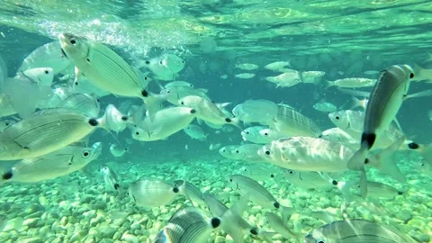 4K underwater school of fish in clear blue sea Stock-Footage 317499100