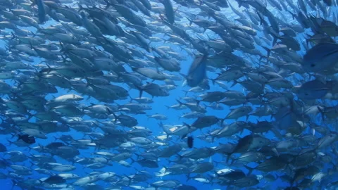 4K Underwater School of Jack Fish Swims Over Coral Reef 스톡 동영상 344907784