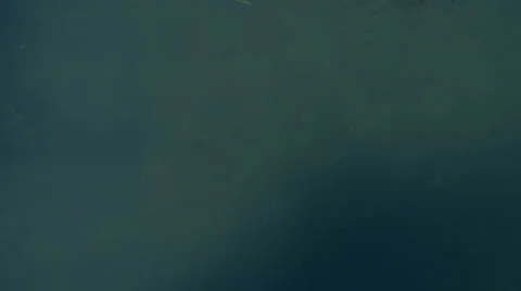 4K Underwater school of thousands of tiny fish 스톡 동영상 39383372