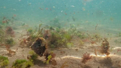 4K underwater shot of loose red and green sea algae drifting across a sandy Stock Footage 346168514