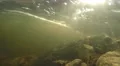 4K underwater in a stream with very strong current, the sun is shining through 4k or 4k+ Resolution