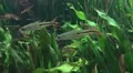 4k Underwater sweatwater with plants and tropic fishes 4k or 4k+ Resolution