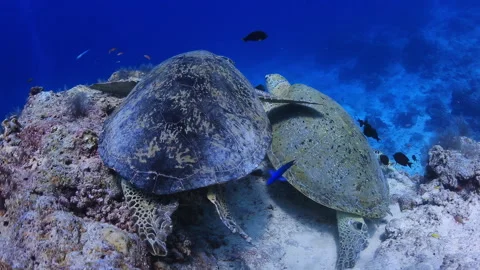 4K Underwater Two Green Sea Turtles Resting on Coral Reef 스톡 동영상 344908485